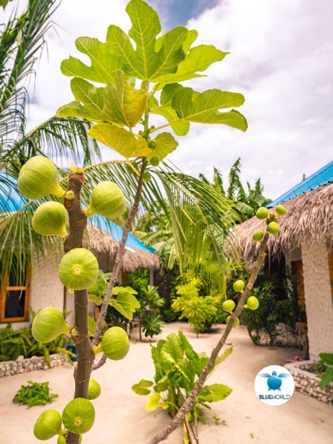 Blue World Dharavandhoo Εξωτερικό φωτογραφία